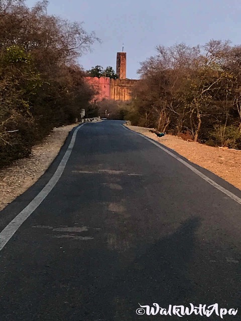 Peacock crossing road near Jaigarh Fort